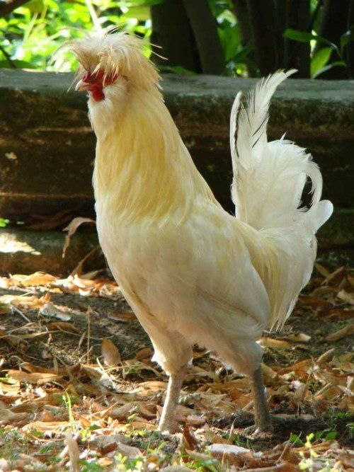 pollo