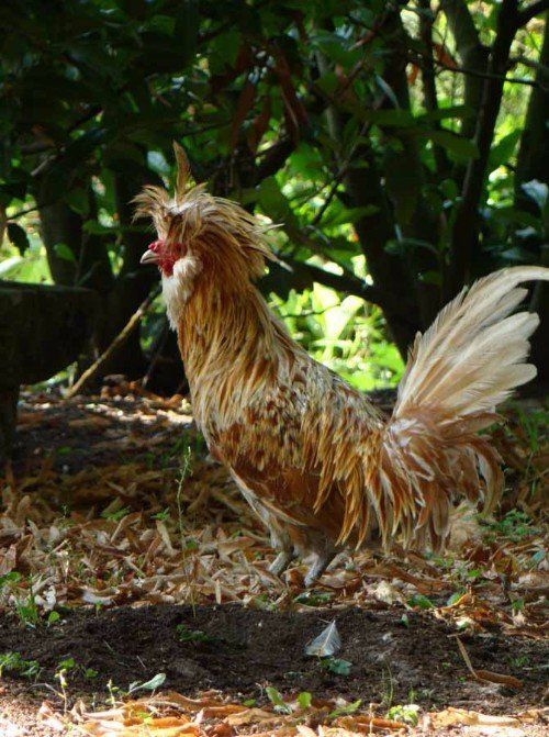 pollo padovana