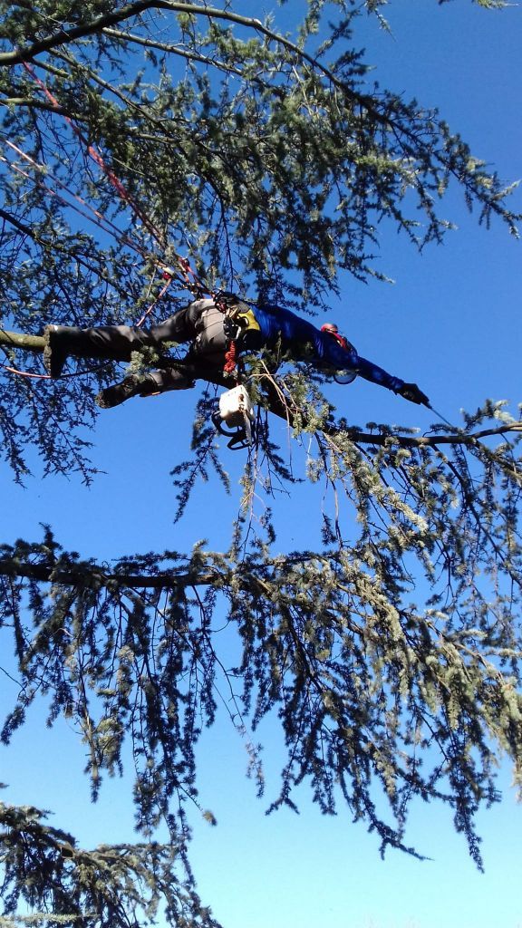 tree climbing