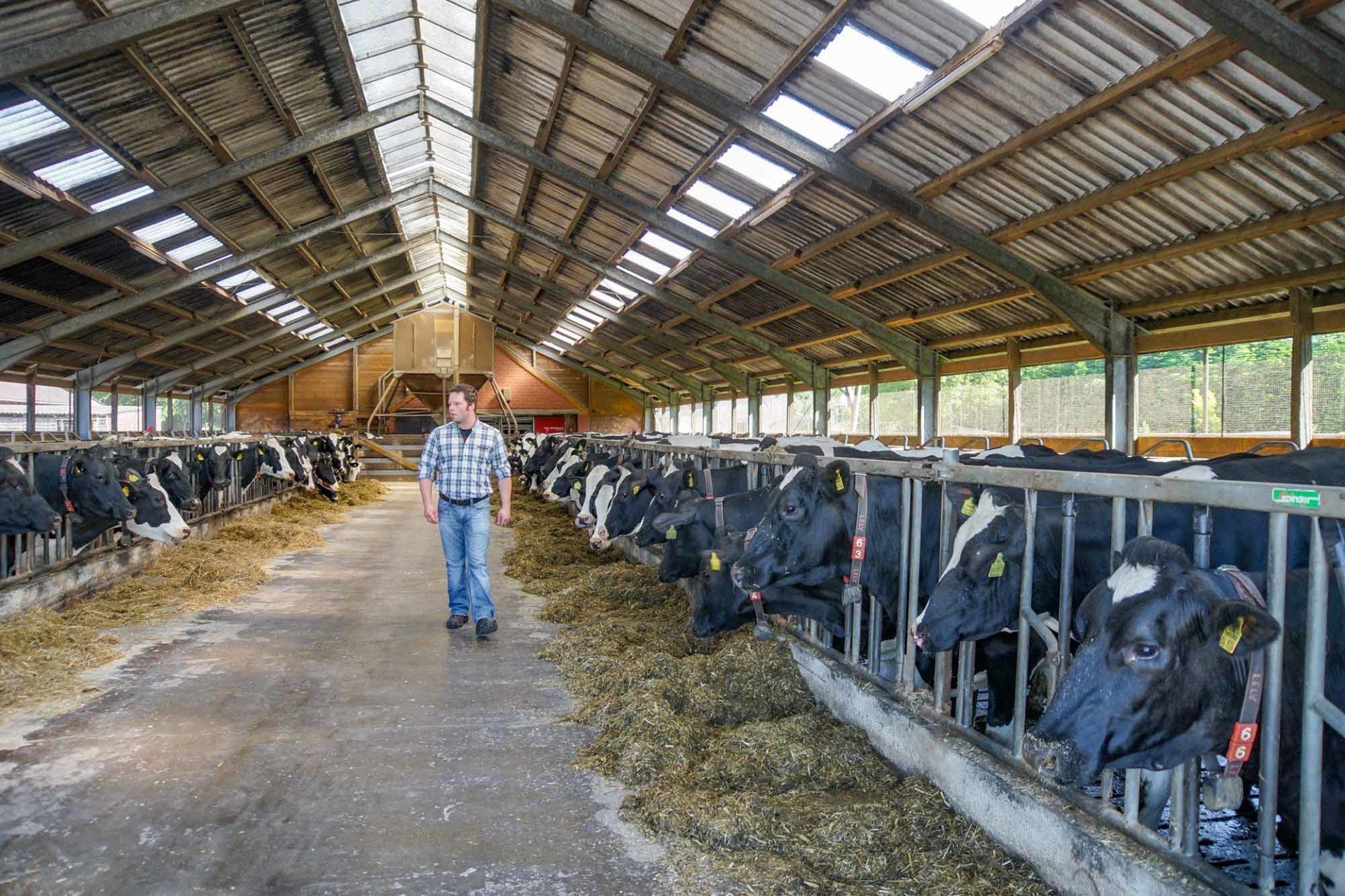 Landwirtschaft Kühe