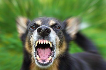Dog Bites Cases — Running Dog in Aiken, SC Dog Bites Cases — Running Dog in Aiken, SC