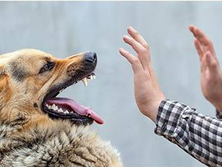 Dog Bite Law — Dog Attempting To Bite The Man's Hand in Aiken, SC Dog Bite Law — Dog Attempting To Bite The Man's Hand in Aiken, SC