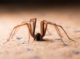 Spiders - bug removal in Southeastern MA Spiders - bug removal in Southeastern MA