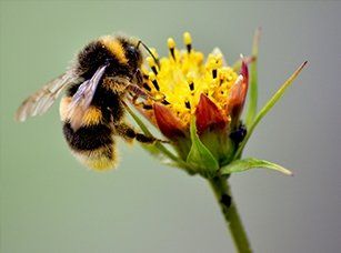 Bees - bug removal in Southeastern MA Bees - bug removal in Southeastern MA