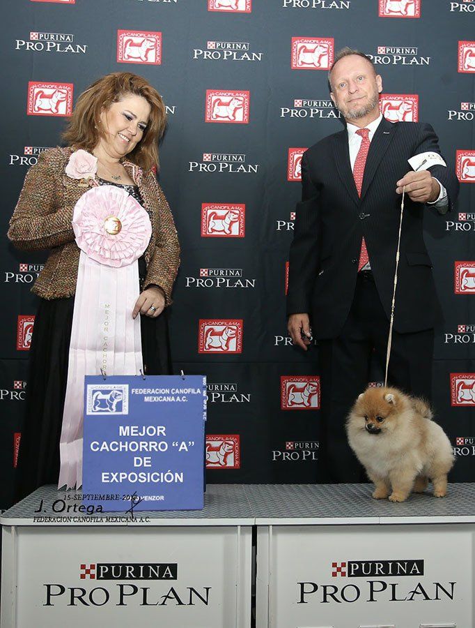 pomerania cara de oso