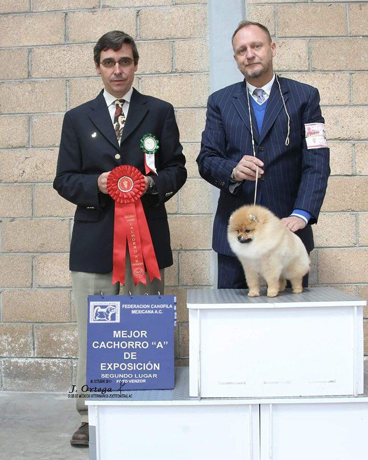 Criadero Pomerania Cara de Oso