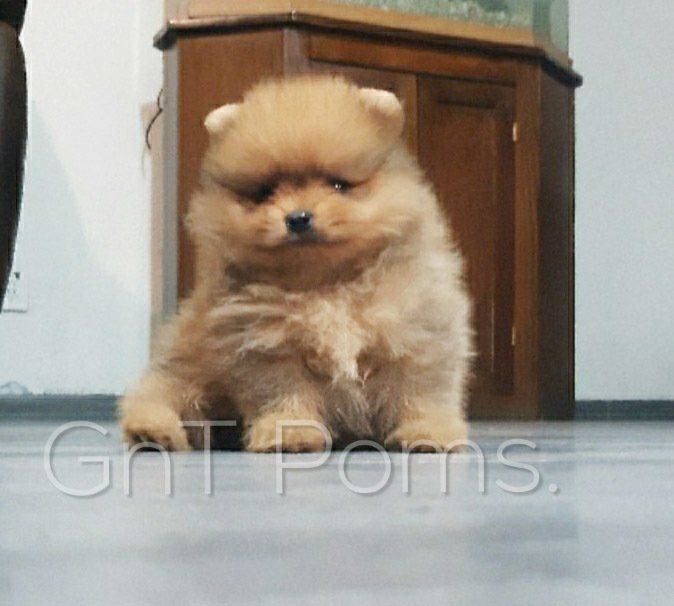 cachorro pomerania en venta