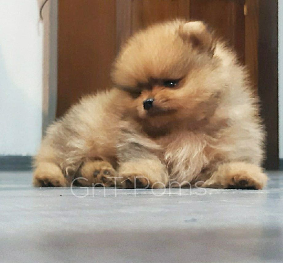 cachorro pomerania en venta