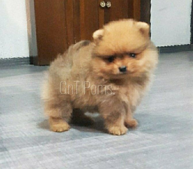 cachorro pomerania en venta