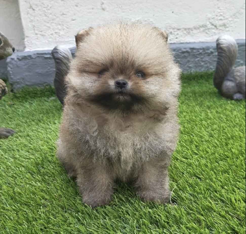 cachorro pomerania en venta