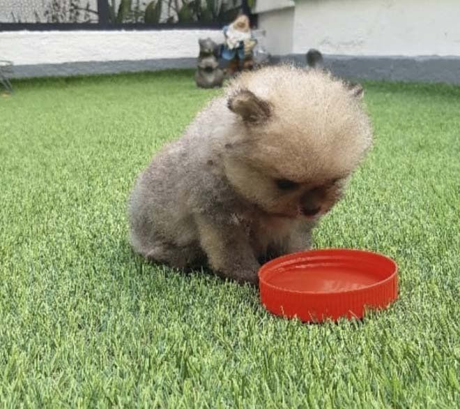 cachorro pomerania en venta