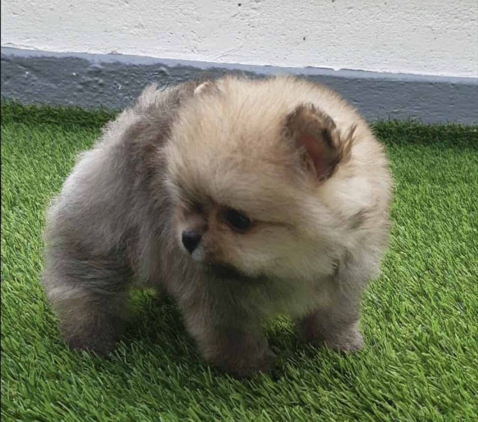 cachorro pomerania en venta