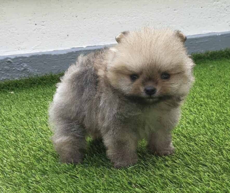 cachorro pomerania en venta