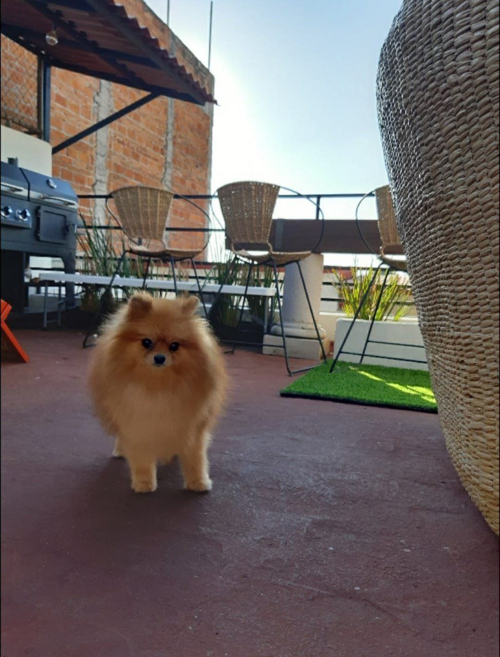 cachorros pomerania en venta
