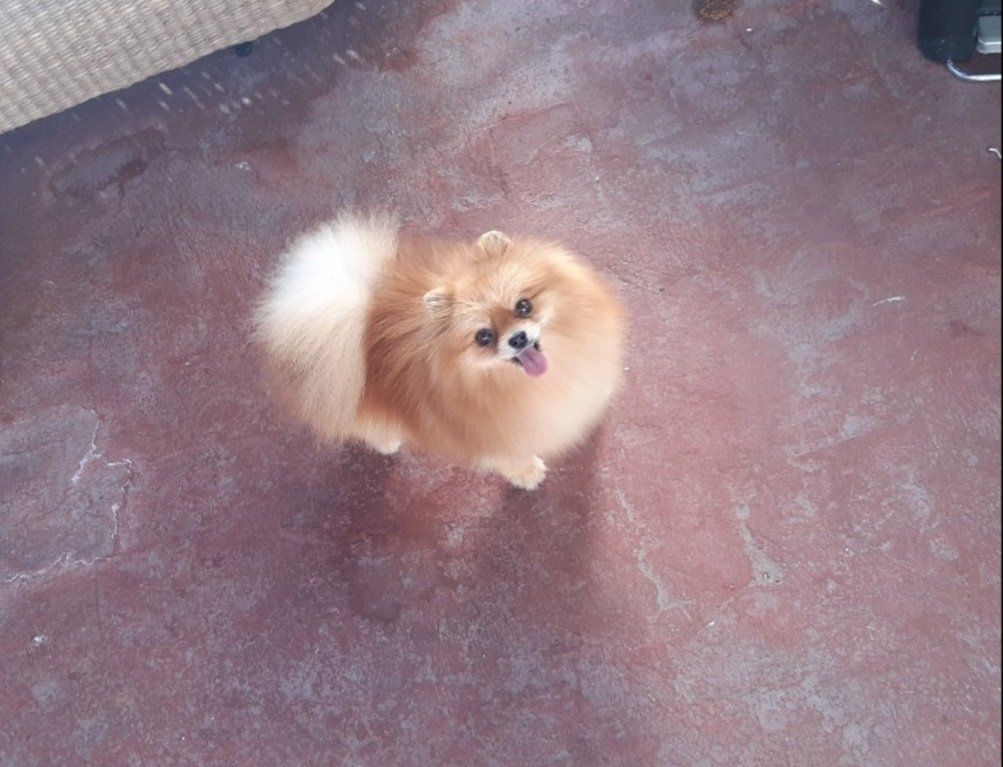 cachorros pomerania en venta