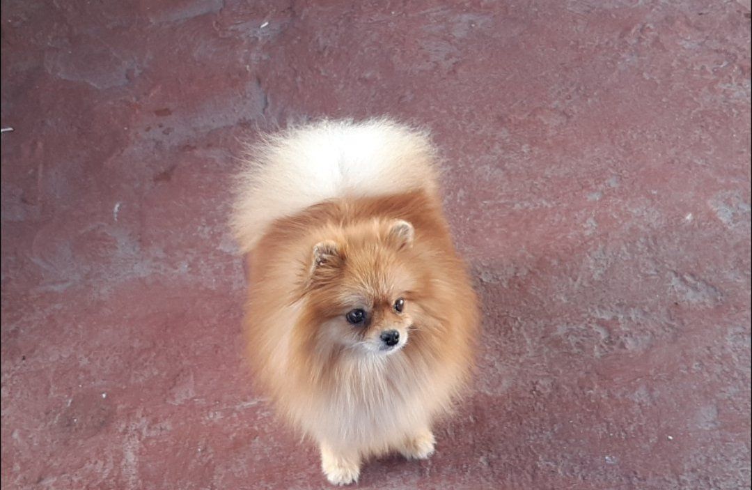 cachorros pomerania en venta