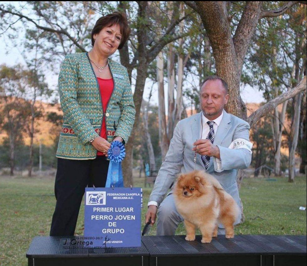Criadero Pomerania Cara de Oso
