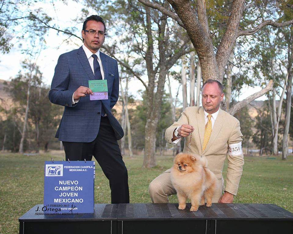 Criadero Pomerania Cara de Oso