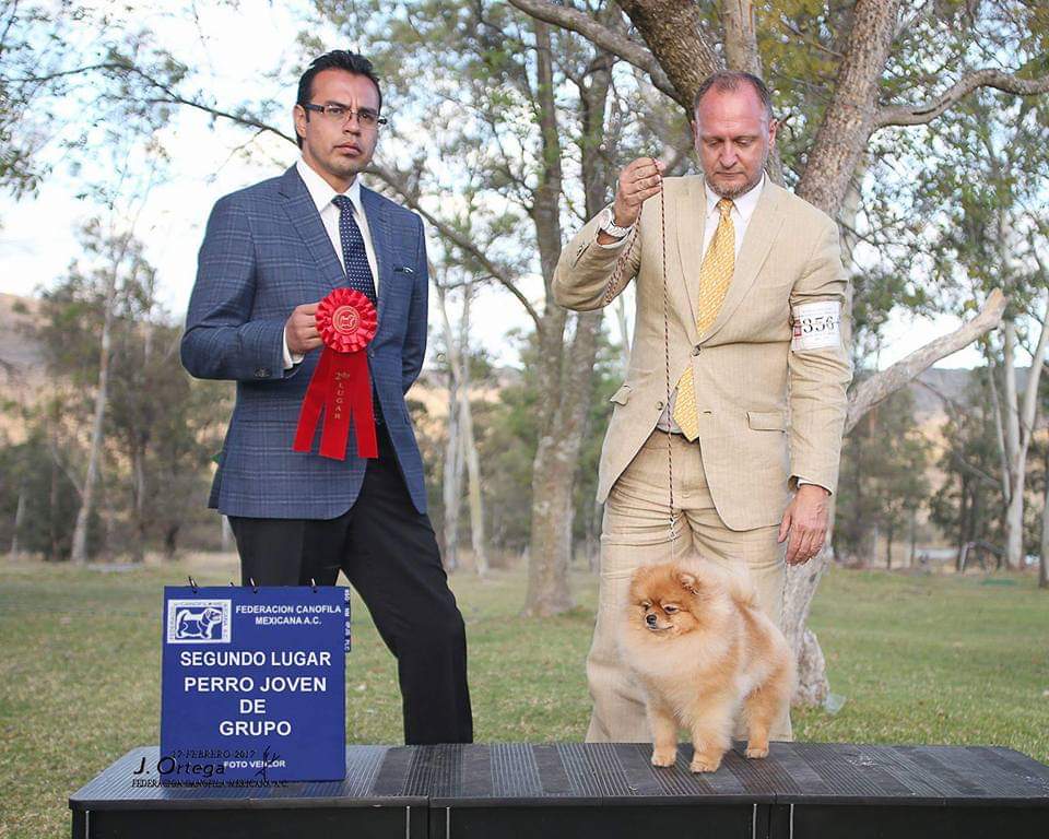 Criadero Pomerania Cara de Oso