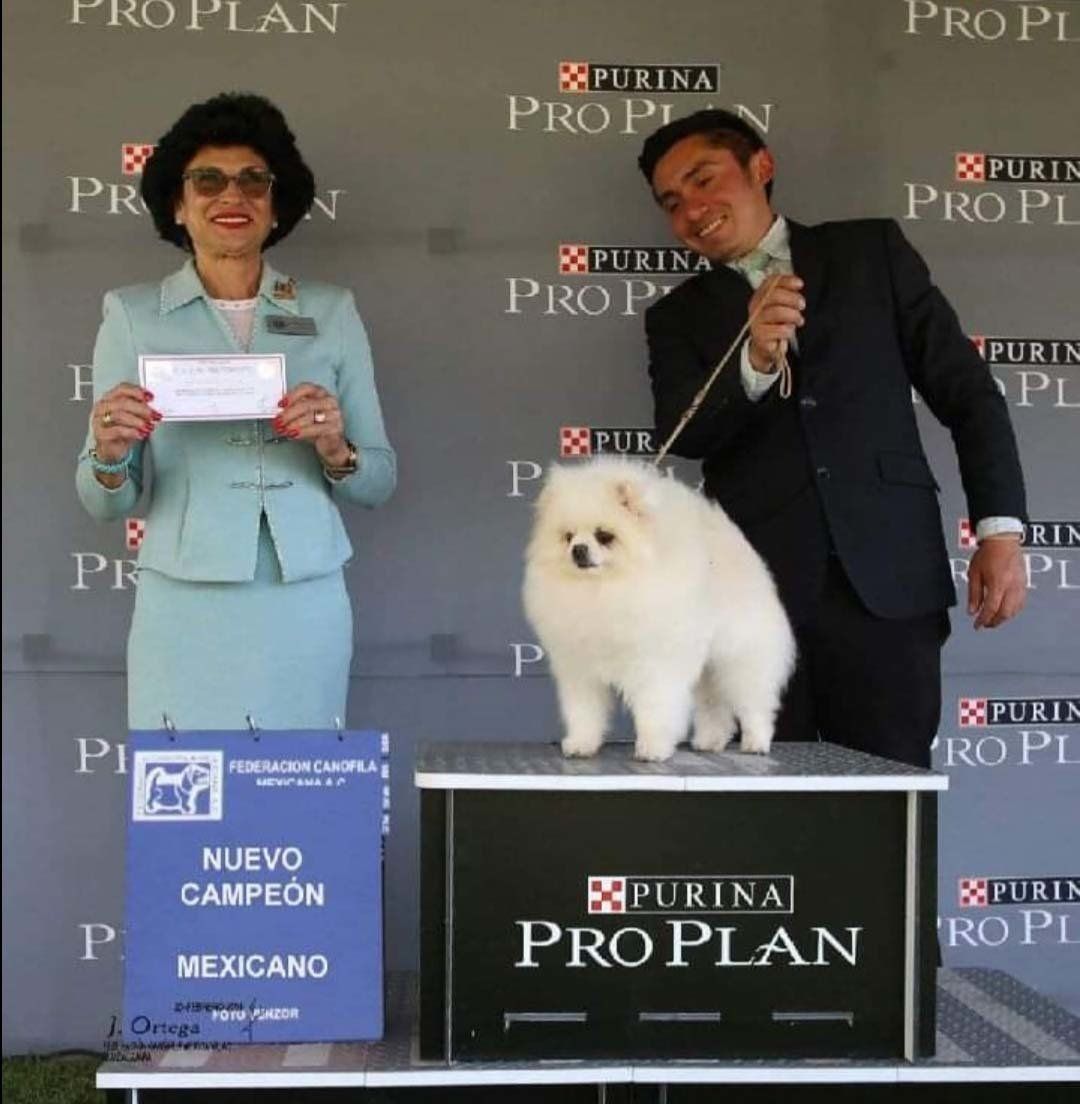 Criadero Pomerania Cara de Oso
