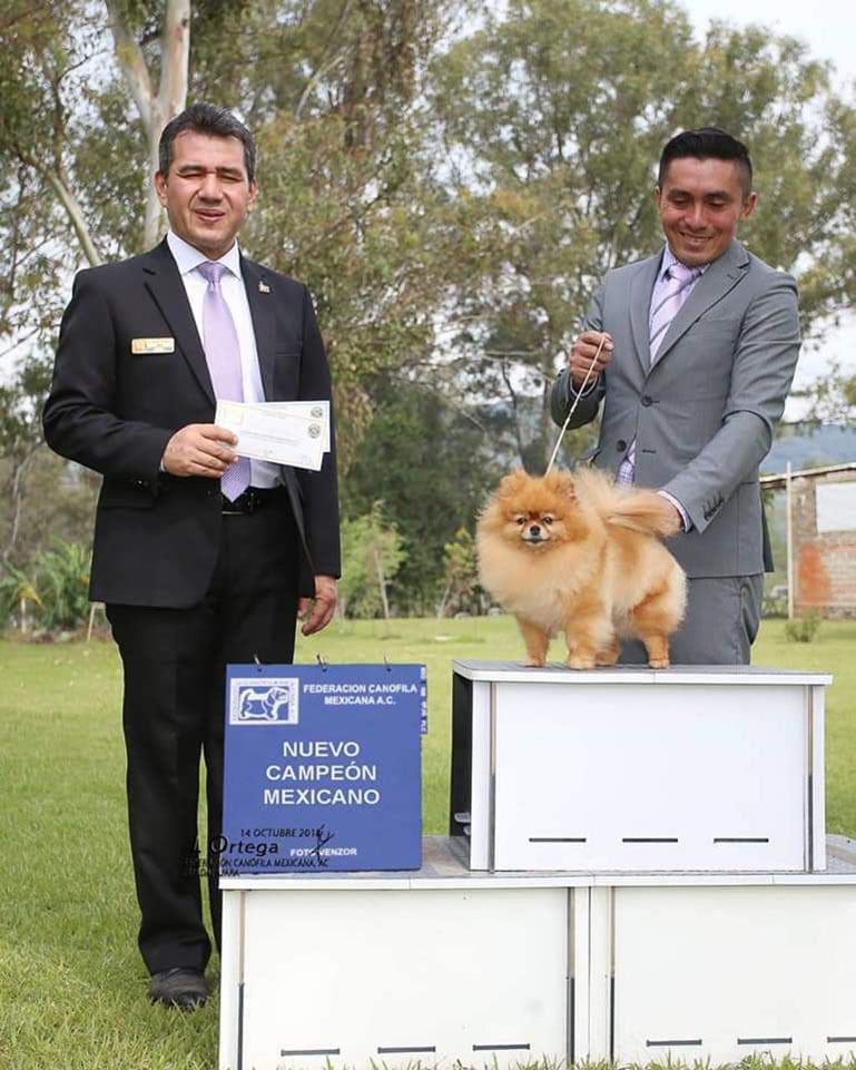 Criadero Pomerania Cara de Oso