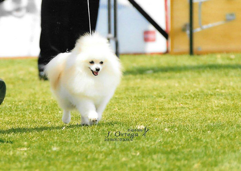 Criaderos de Pomerania Toy