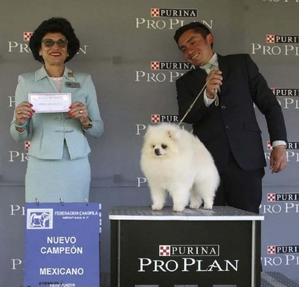 pomerania blanco cara de oso venta
