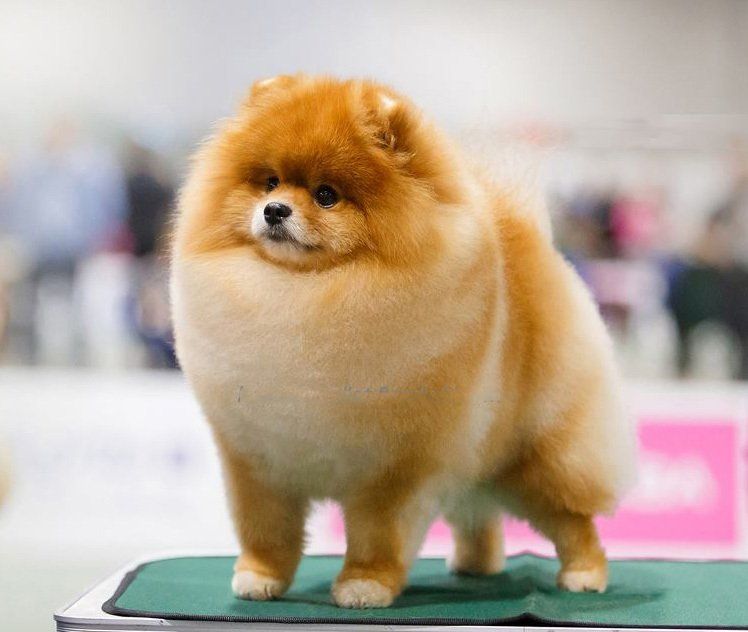 pomerania en Baja California