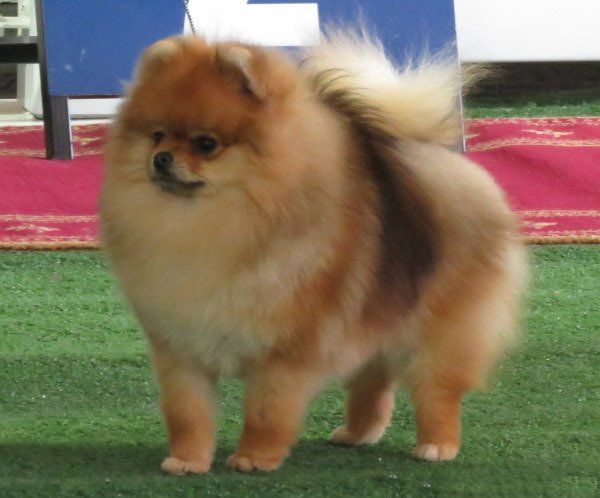 pomerania en monterrey