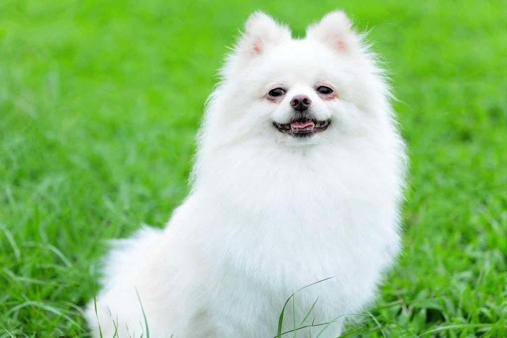 pomerania en tijuana