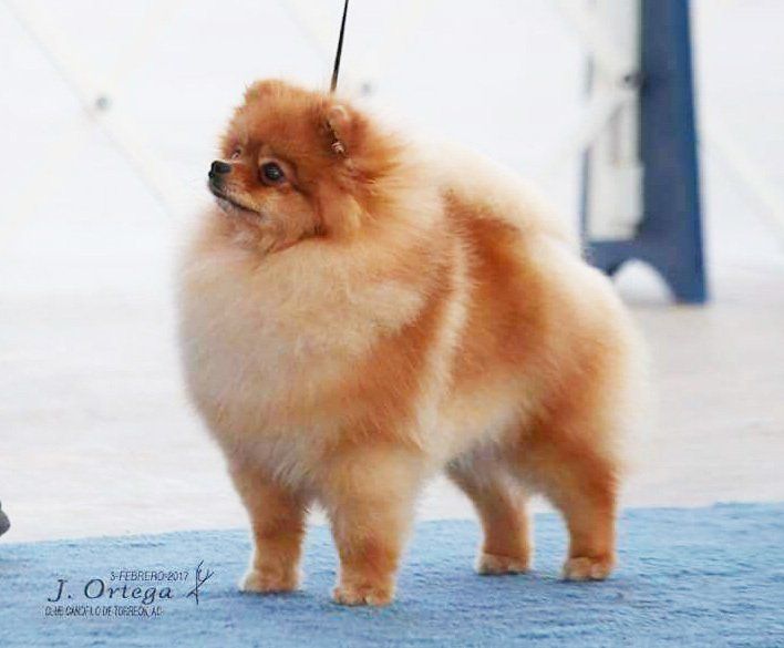 pomerania en Tampico
