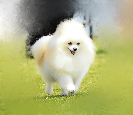 pomerania en venta