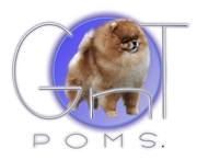 pomerania en venta