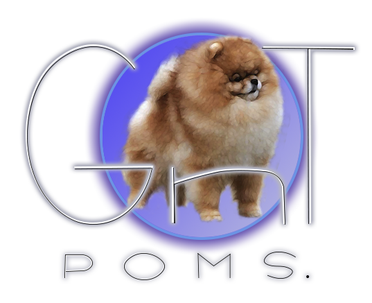 pomerania en venta