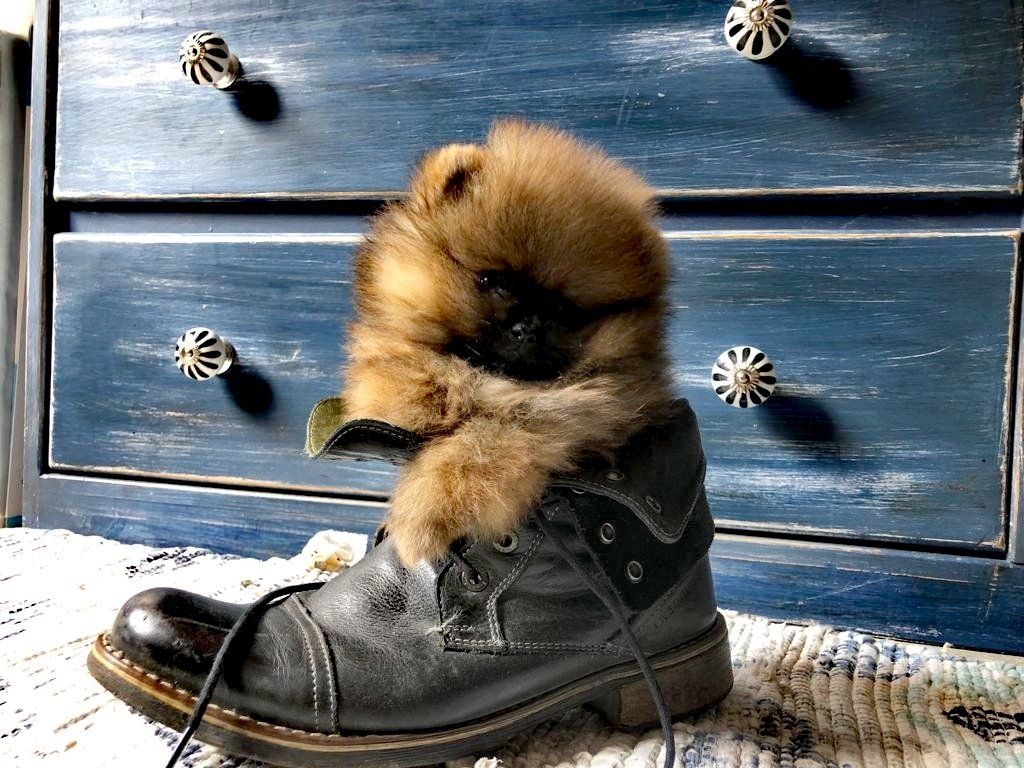 Cachorros pomerania