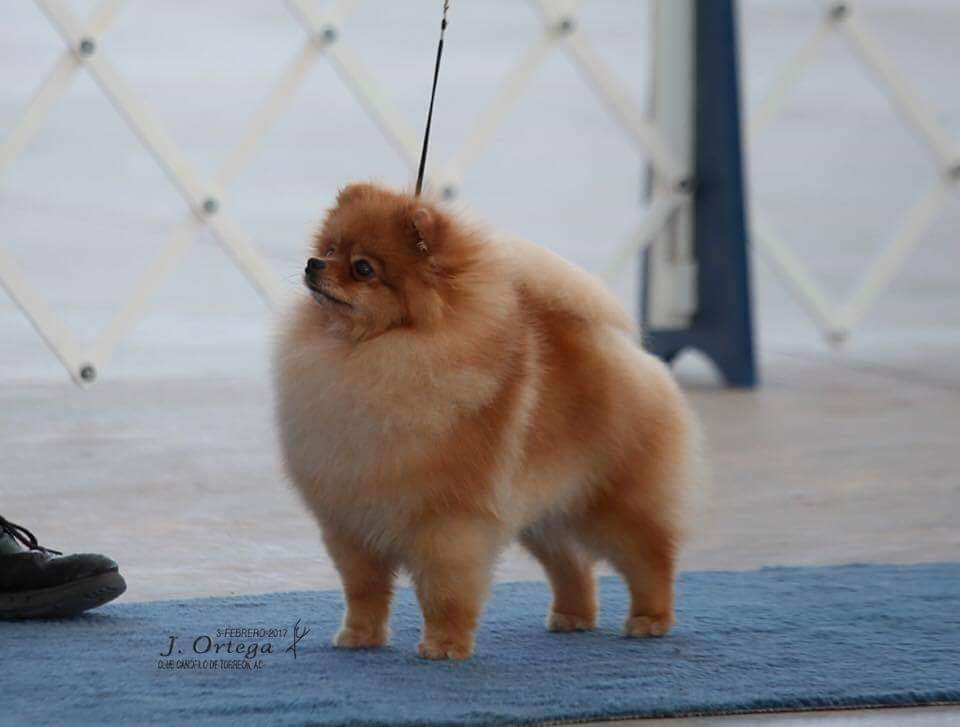 pomerania en venta