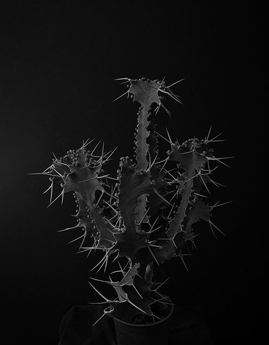 Plant portrait #10