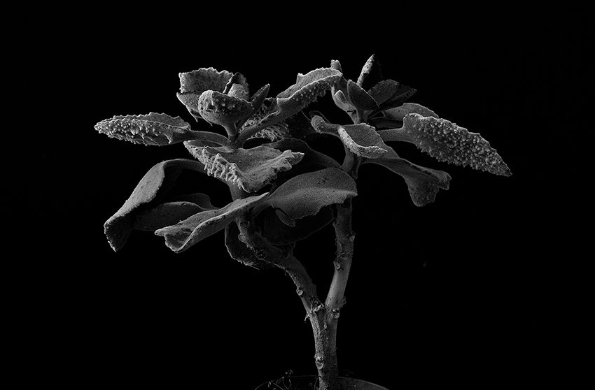 Plant portrait #2