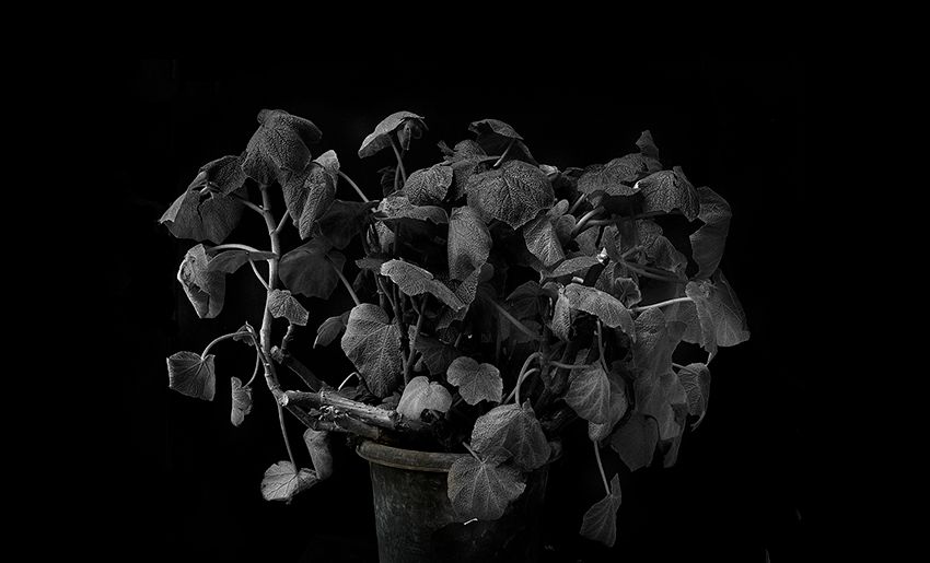 Plant portrait #3