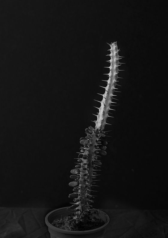 Plant portrait #6