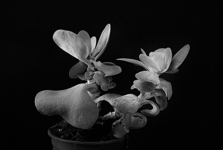 Plant portrait #8