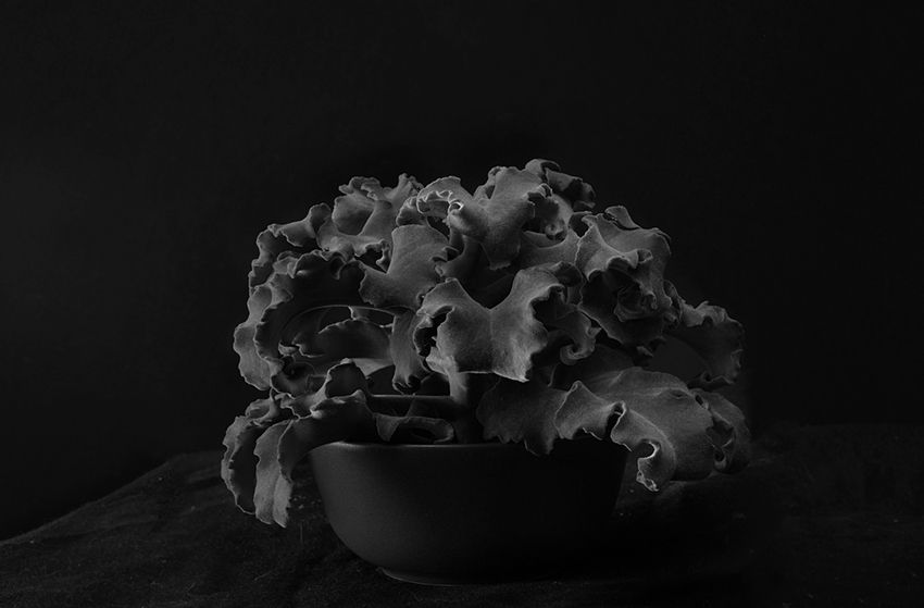 Plant portrait #9