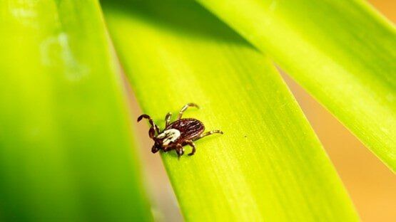 Tick On Leaf — Tick in Windsor, PA Tick On Leaf — Tick in Windsor, PA