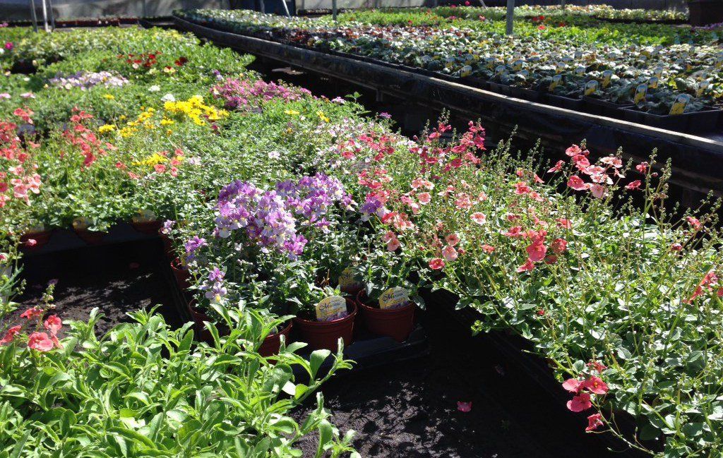 Plants at a nursery in Sheffield