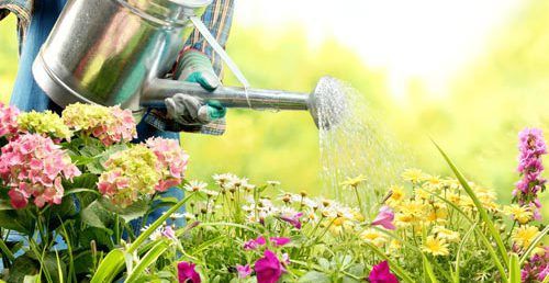 Watering perennials in Sheffield