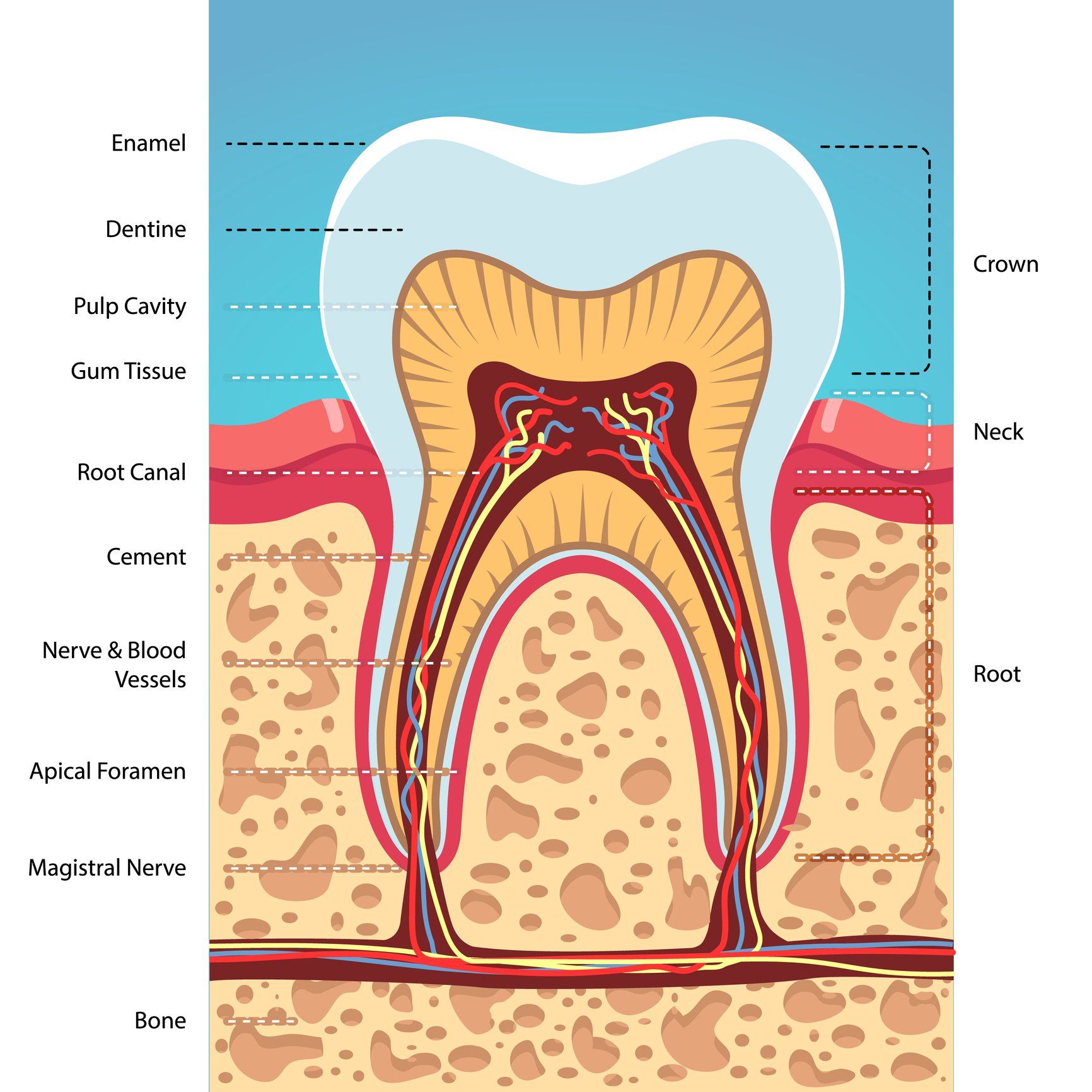 Tablet with Patient X-ray Panoramic Jaw — Palmdale, CA — Posada Dental Practice Tablet with Patient X-ray Panoramic Jaw — Palmdale, CA — Posada Dental Practice