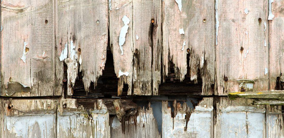 Infested timber