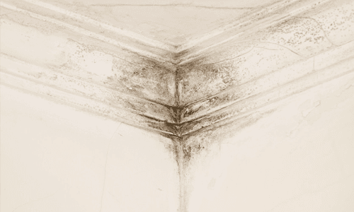 damp patches