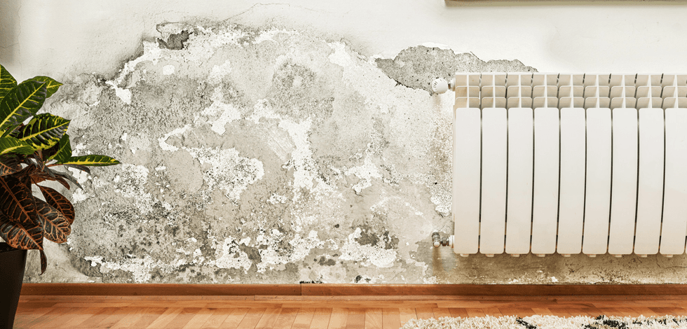 damp wall