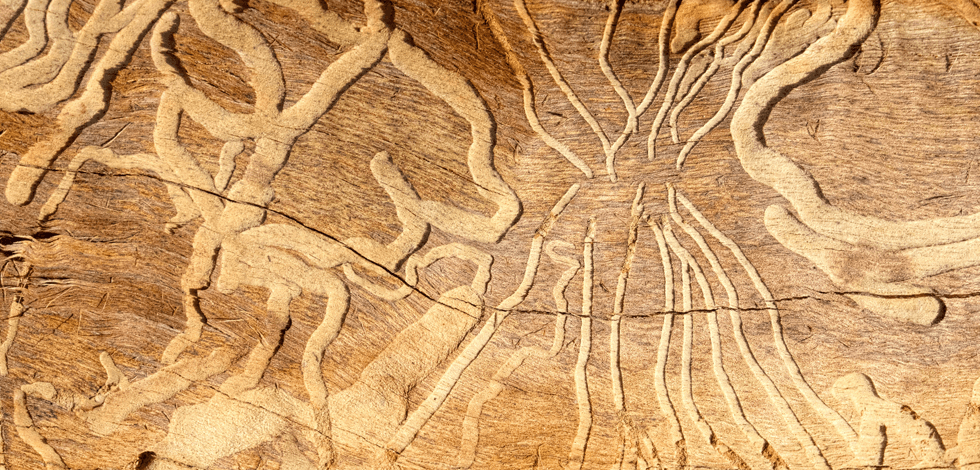 woodworm